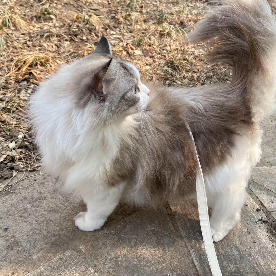 李胖圆💫
