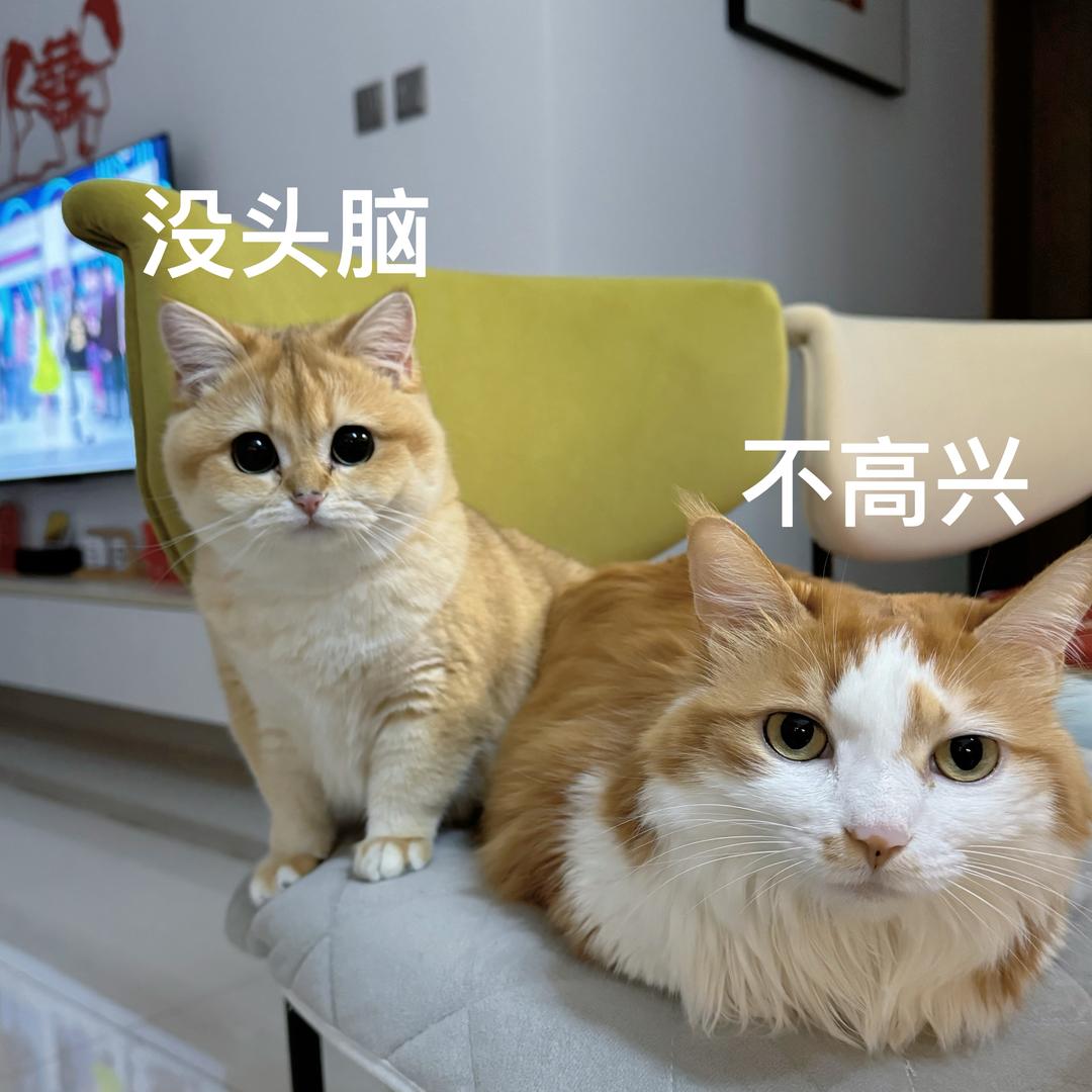 桃桃不淘