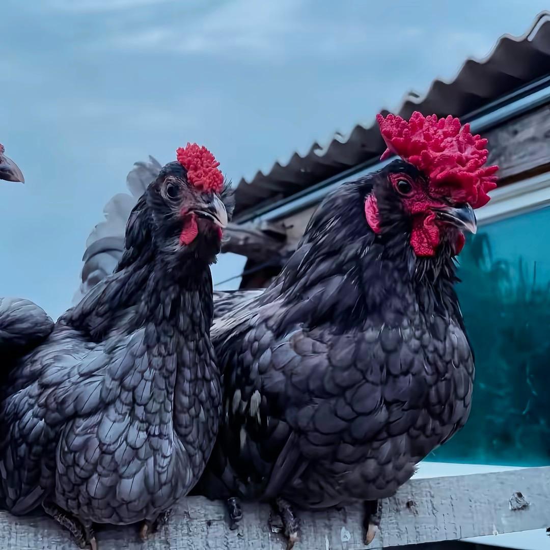 阿鹏鸡舍（连赞拉黑）