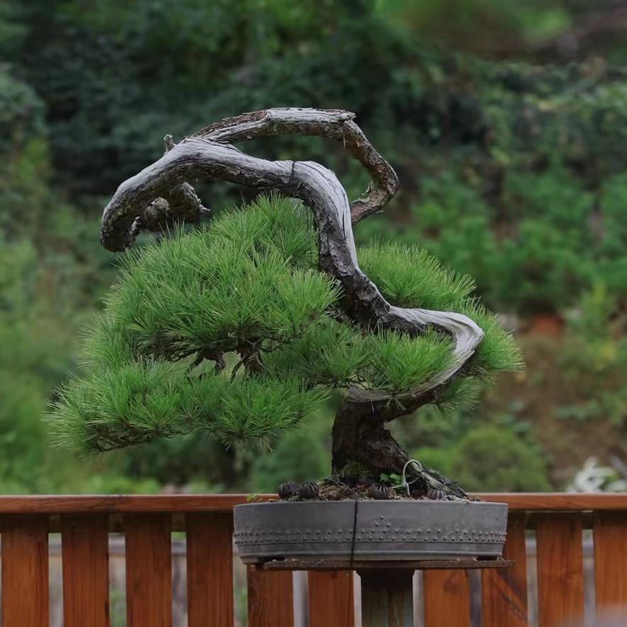 三十三松堂