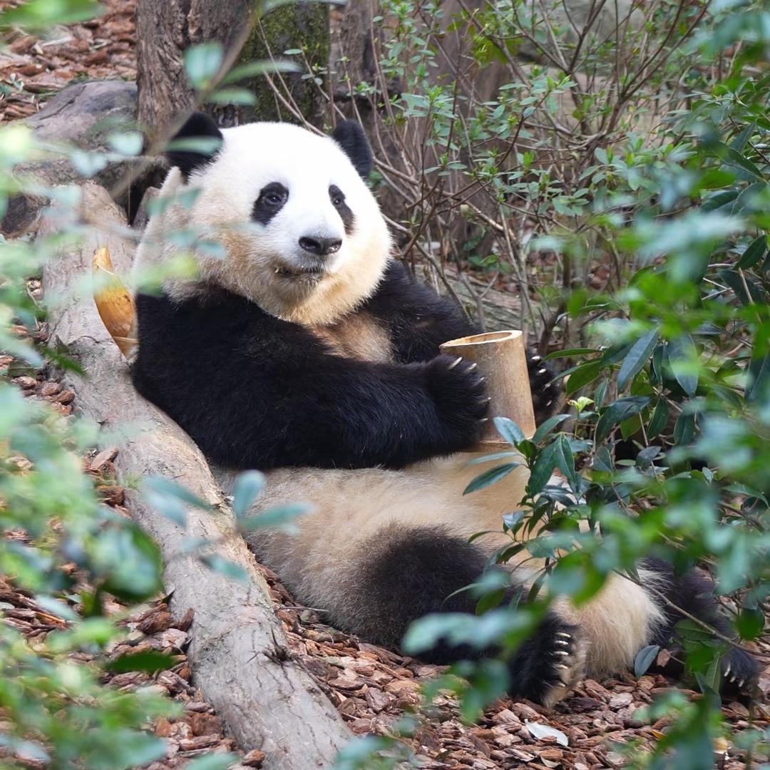 🌈嗨！👉潘达