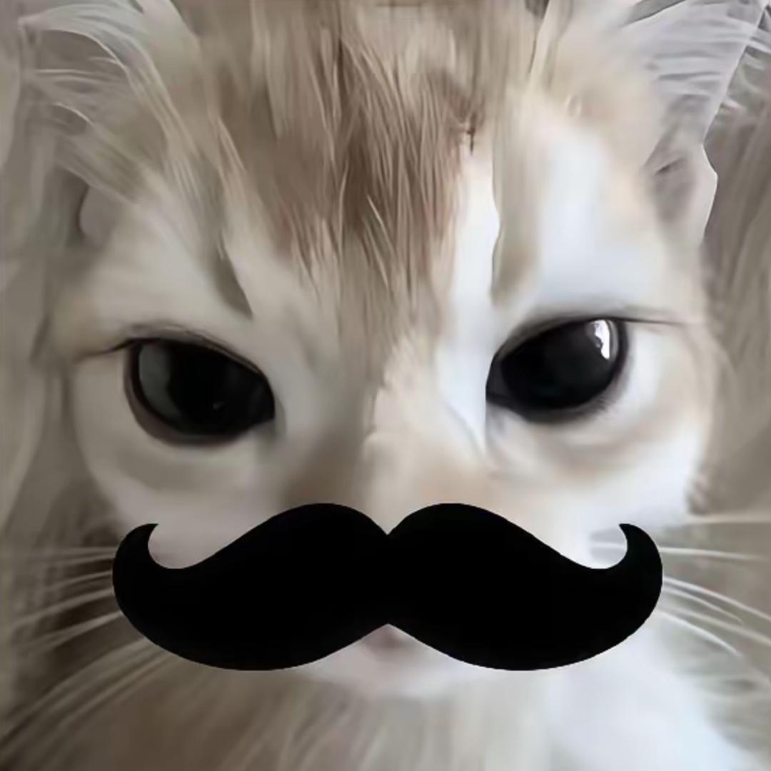 中国小猫