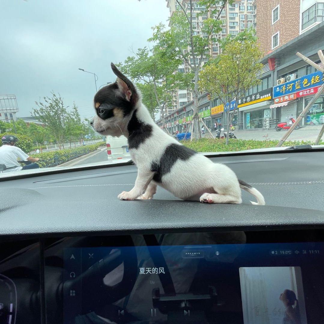 杨康（杨杨得亿）