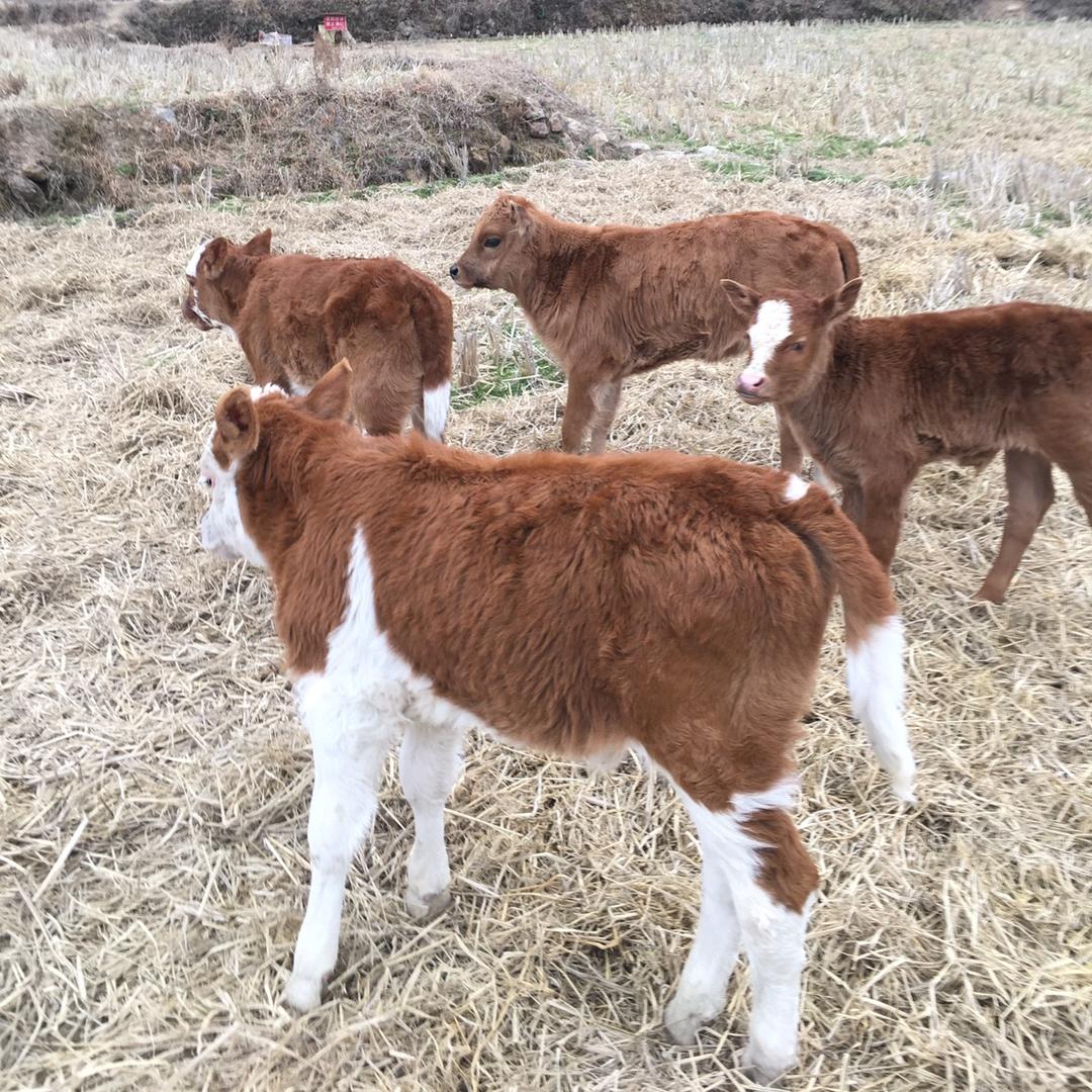 生态放养🐮🐑