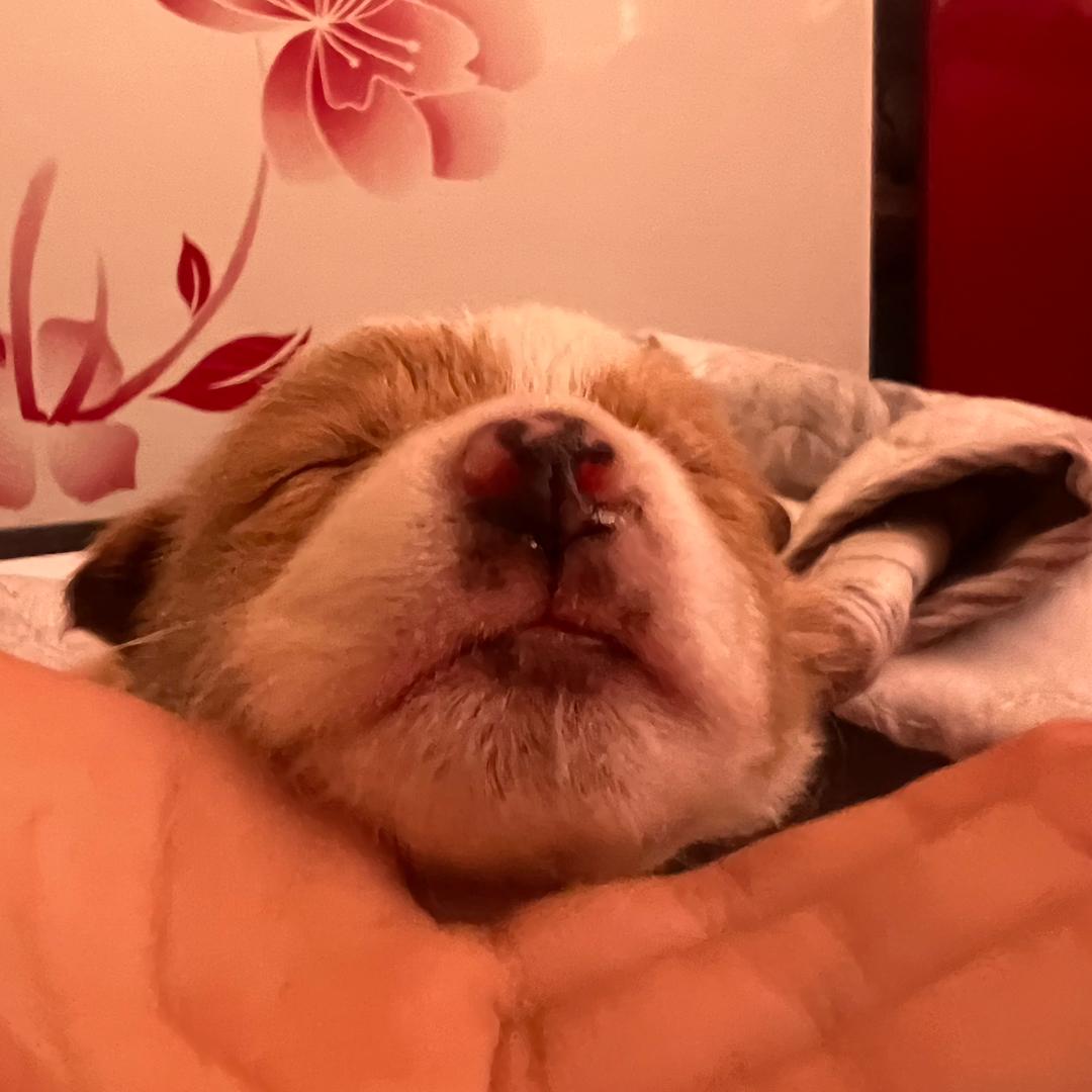 蛋仔派对的狗凤黄