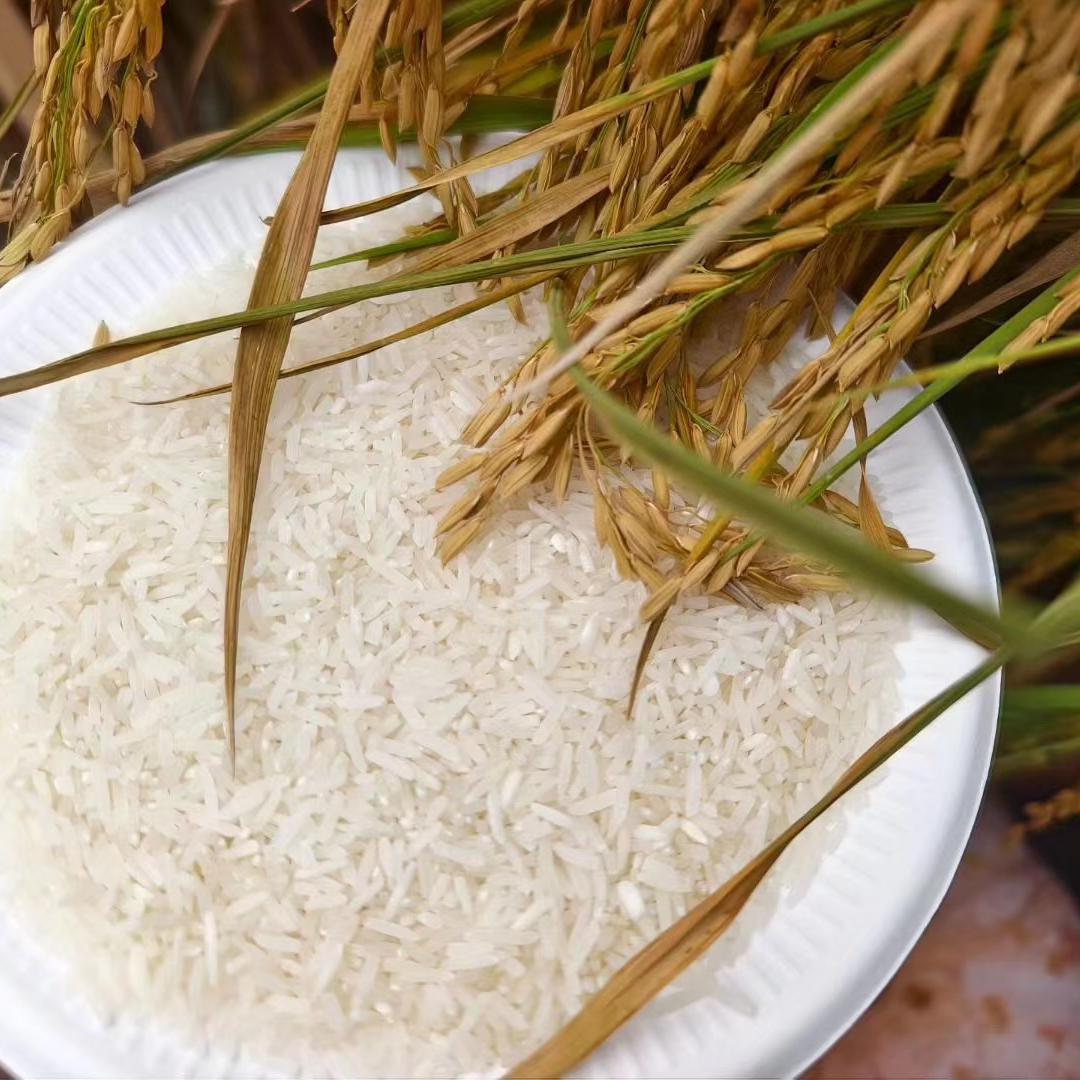 高原特色大米