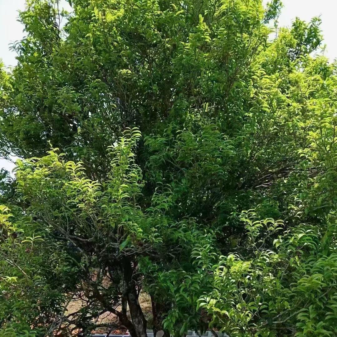 茶小鹏