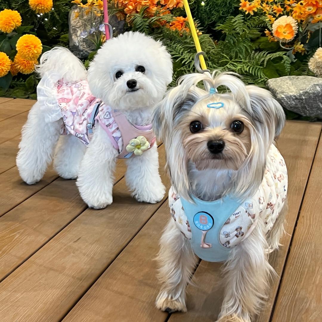 咕哩咕哩人类驯服中心