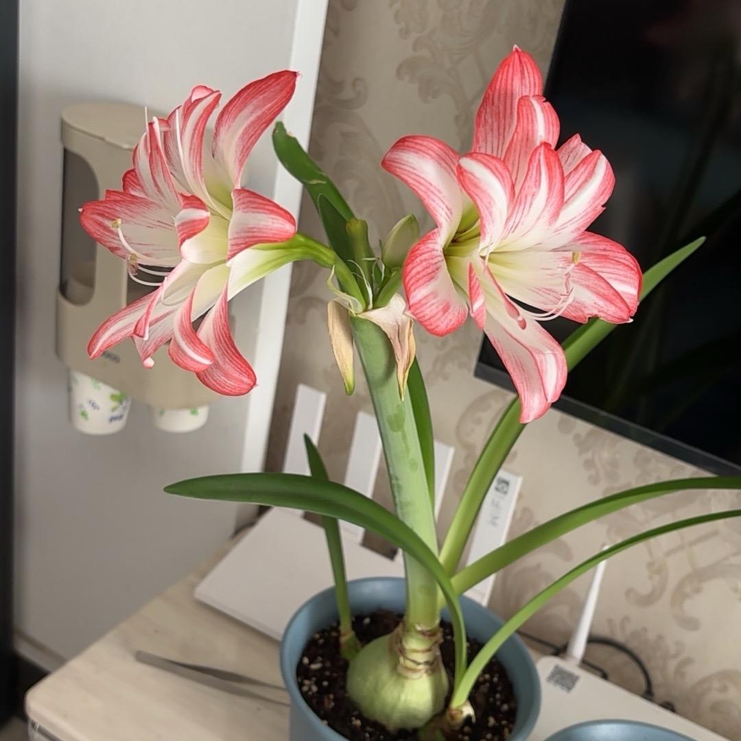 笑口常开好彩自然来