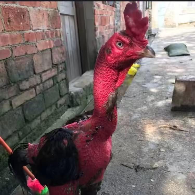 北海质量土炮养殖