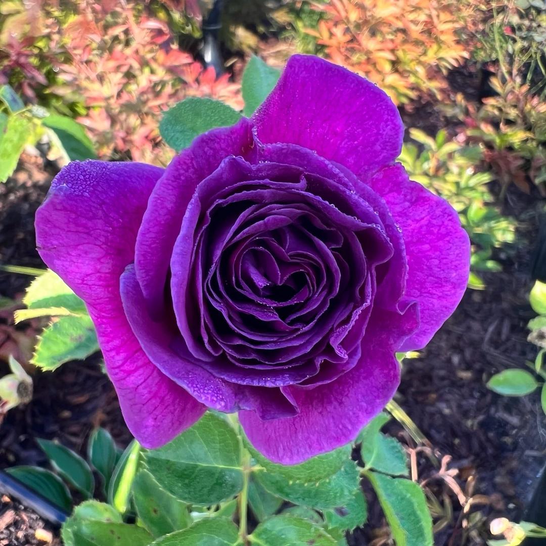 🌸🌸花琳来自江苏