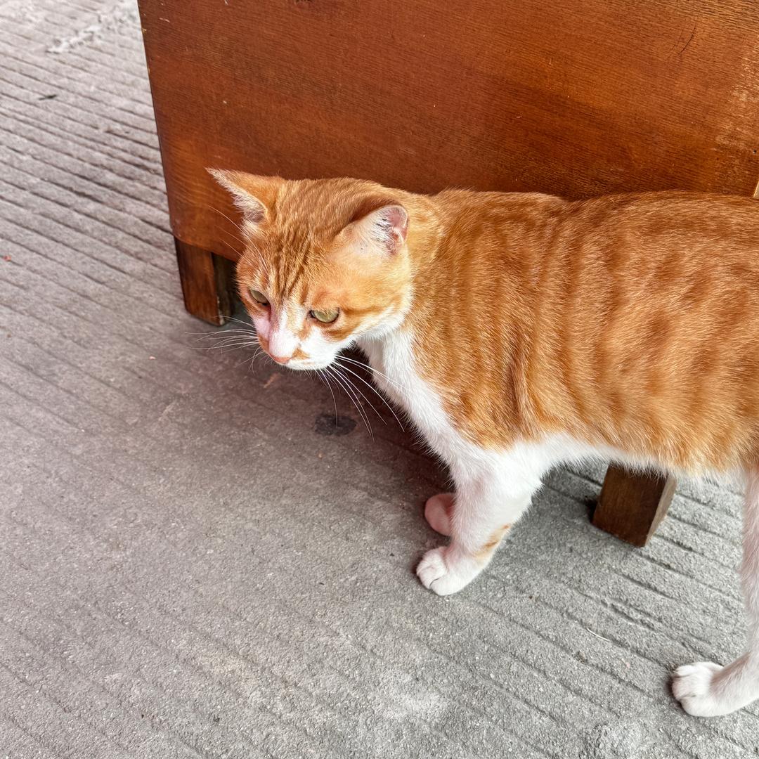 小猫咪呀