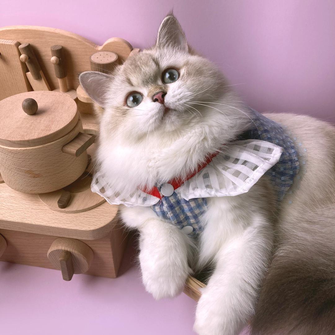 猫的菜单