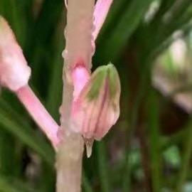 草根兰农，陈雄