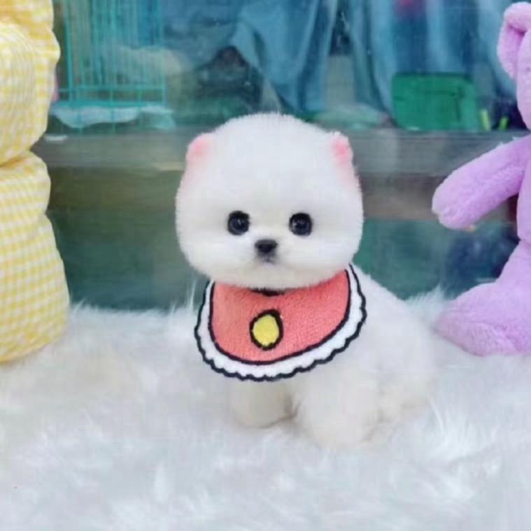 喜乐博美茶杯犬