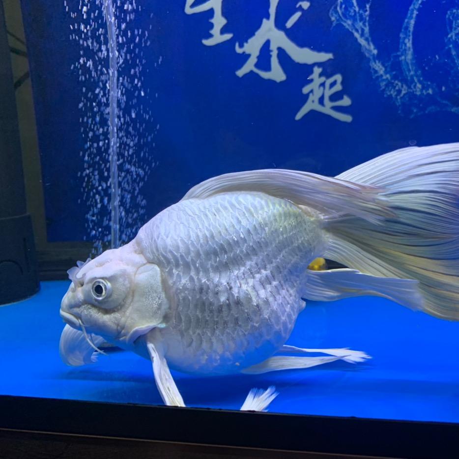 小杜蝴蝶鲤.