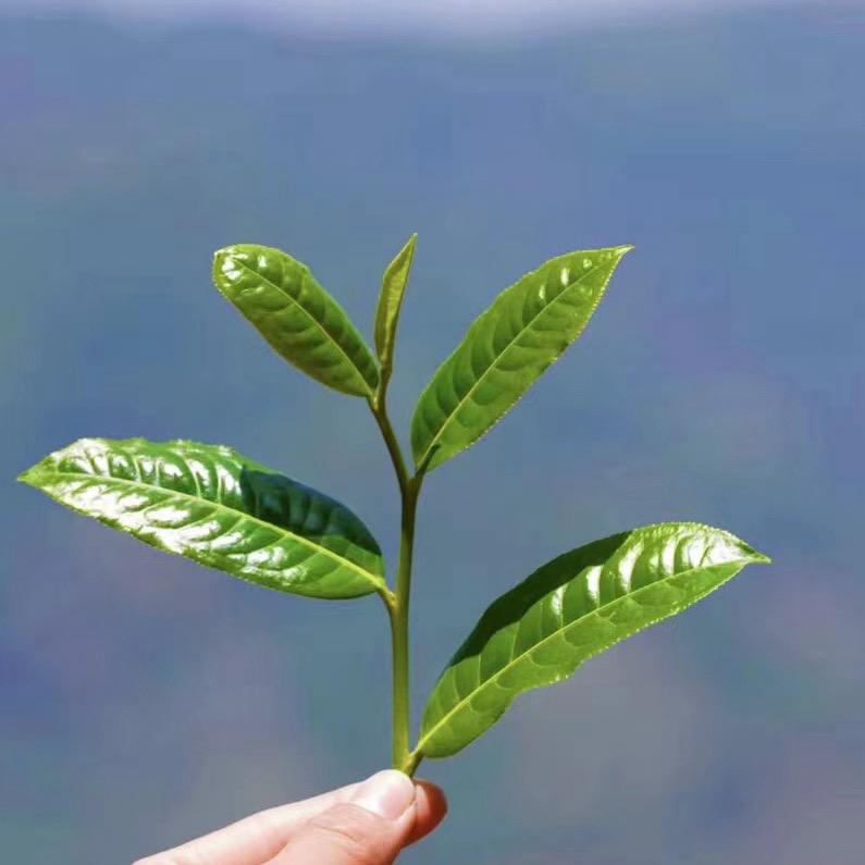 咏晴源头分享好茶