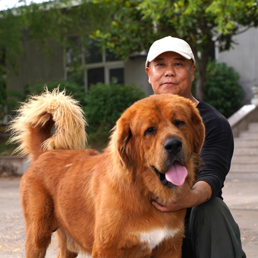 道辰藏獒大叔