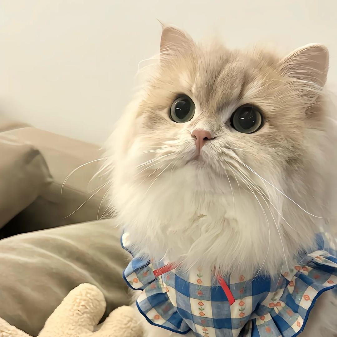 隆林猫狗日记宠物生活馆