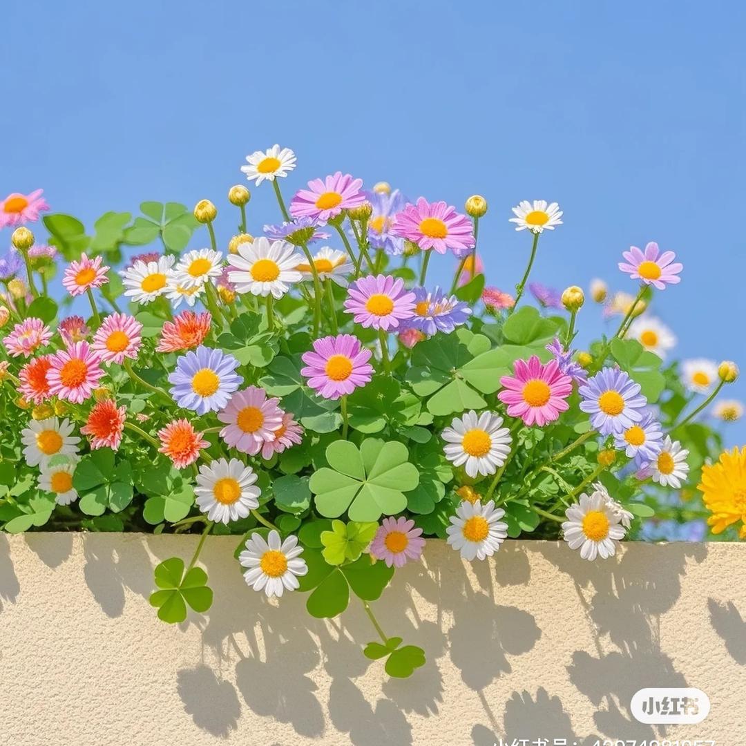 蓓蕾糖果