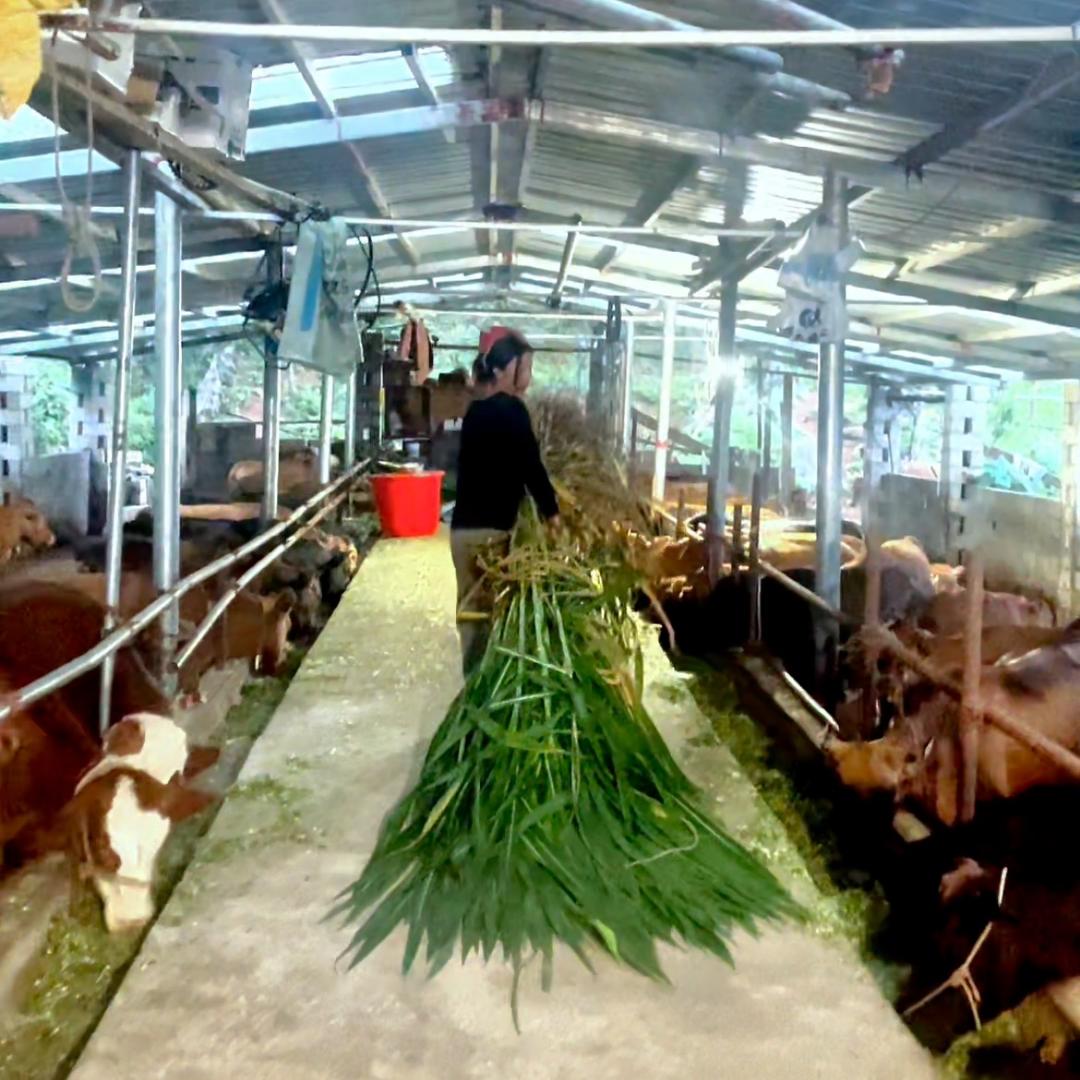 阿霞牧业草料