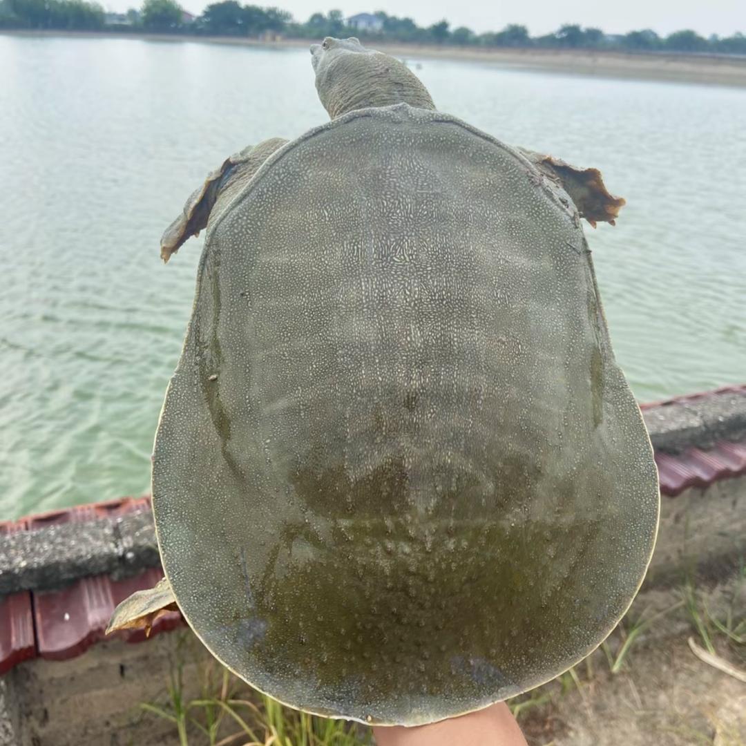 同事小王（不能打电话版）