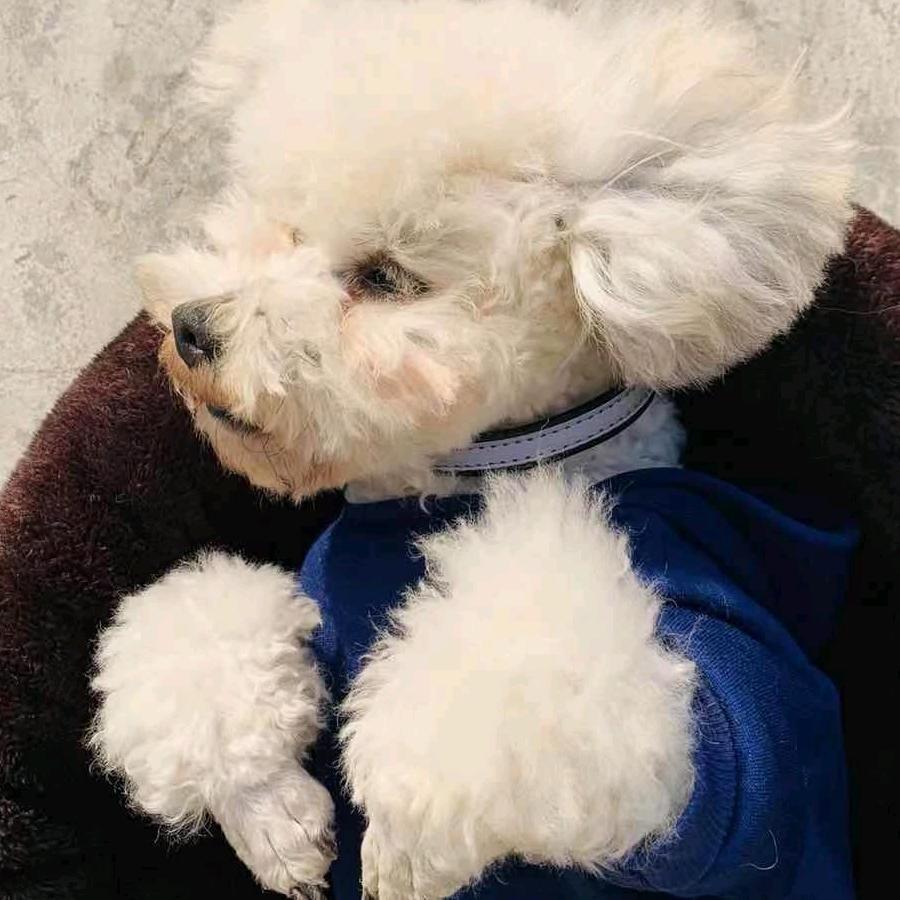 开心（Bsk🔥峡谷镇版）