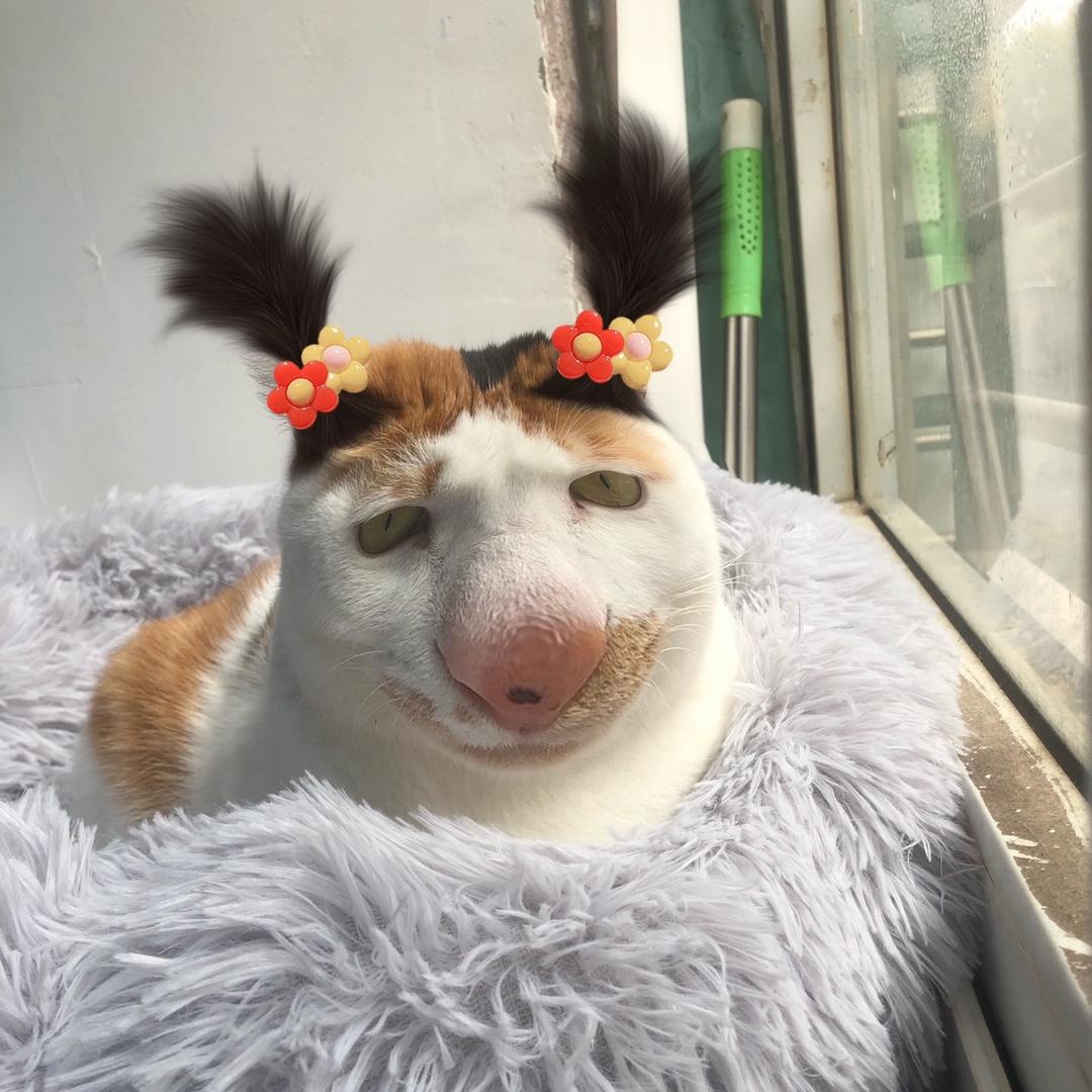 黄小咪的铲屎官@抖音