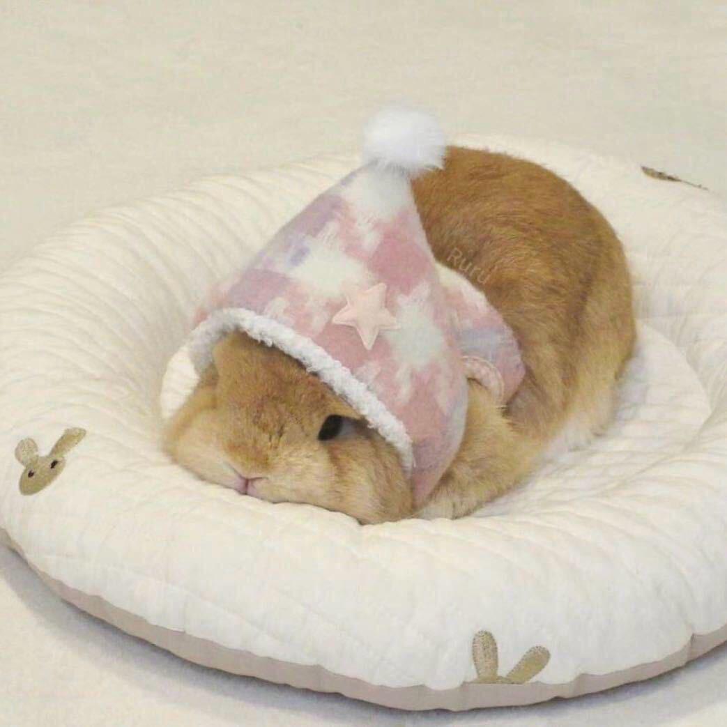 Ruru🐰