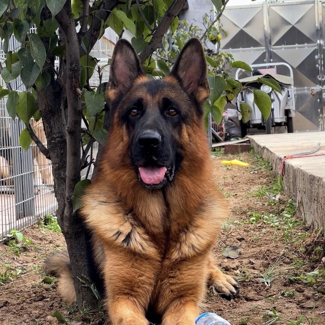德牧犬舍