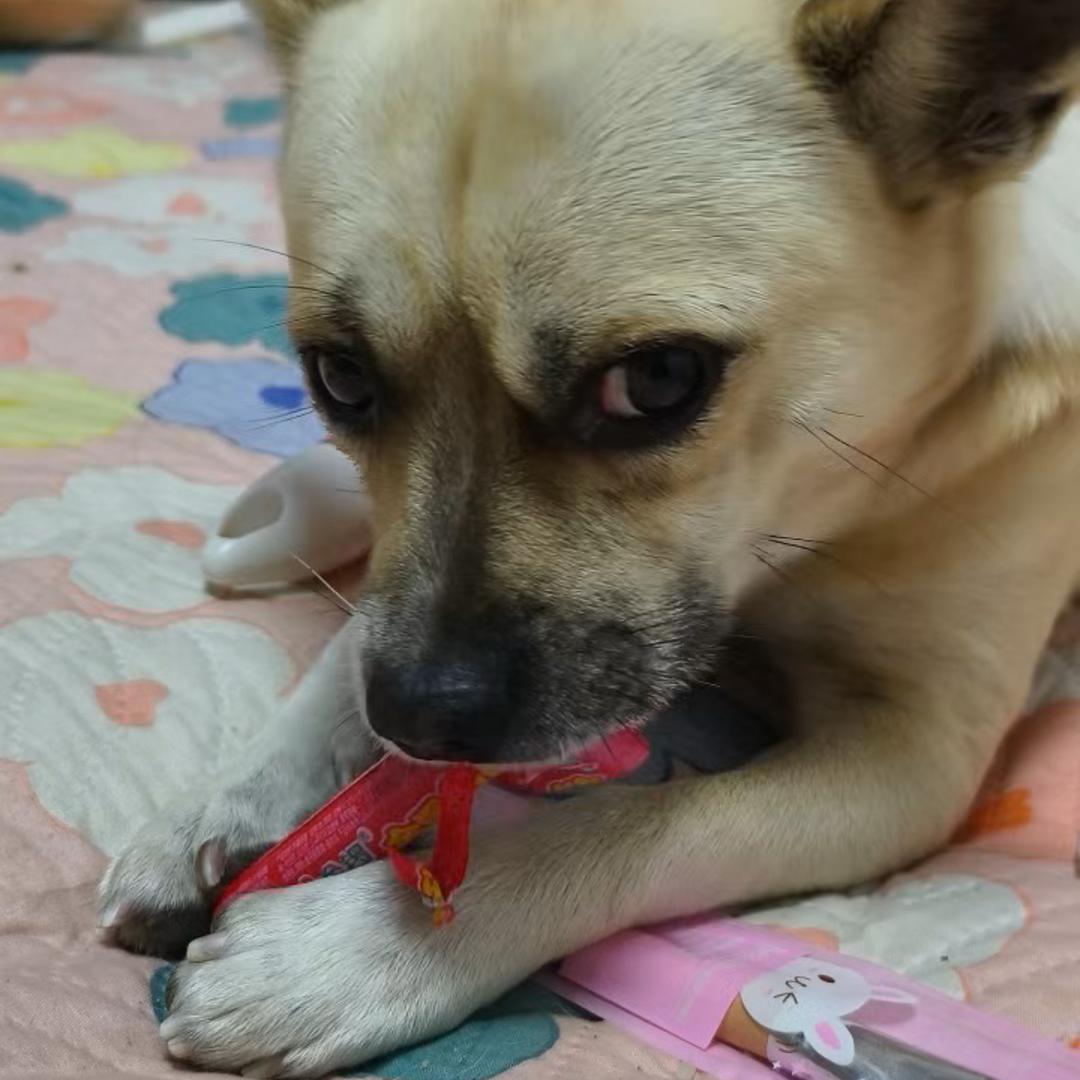 🧚‍♀️ 🧚‍♀️