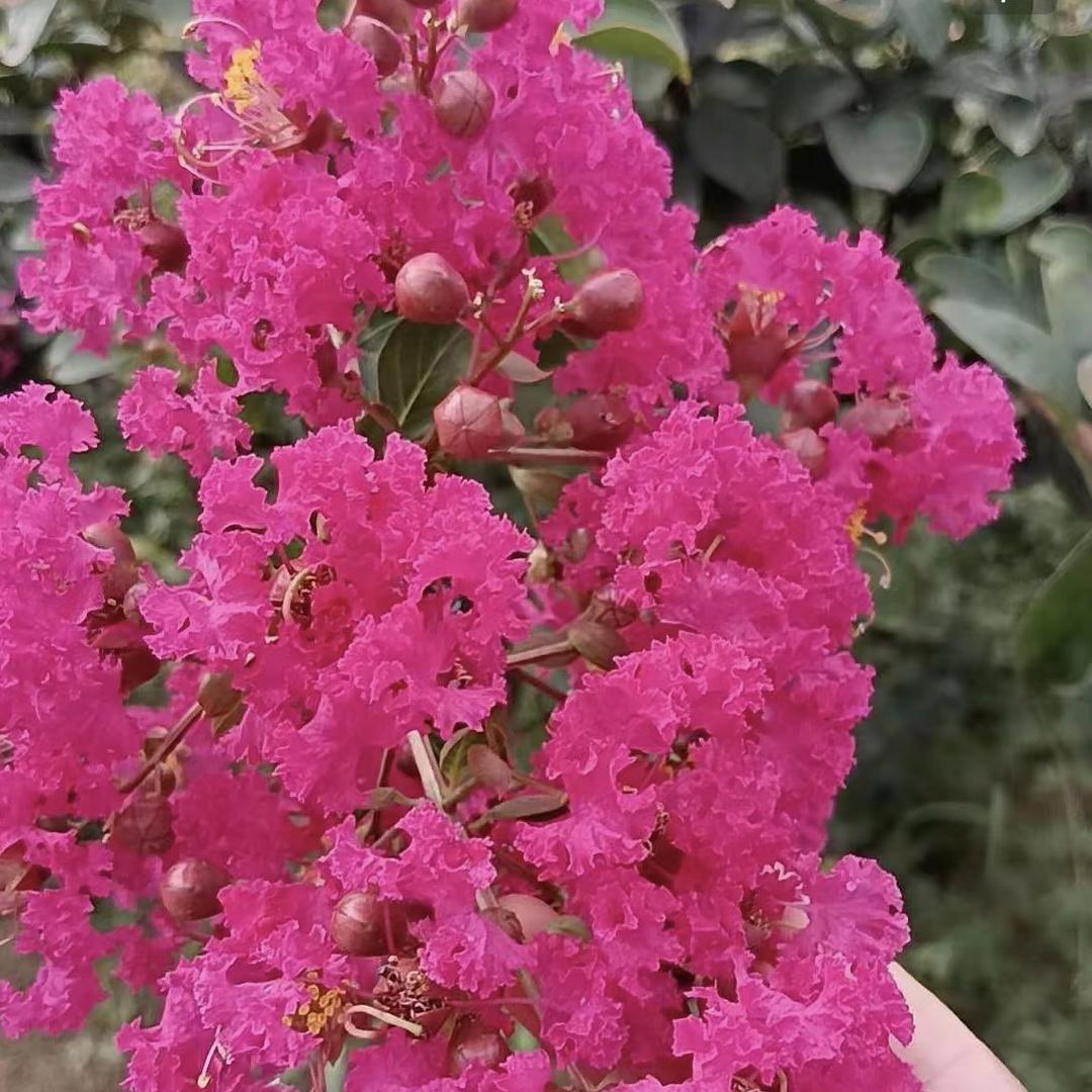 锦鸿园林