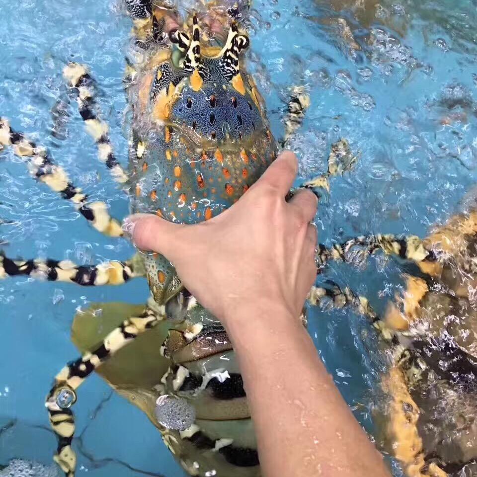 曹溪市场海产区1号摊小刘海鲜