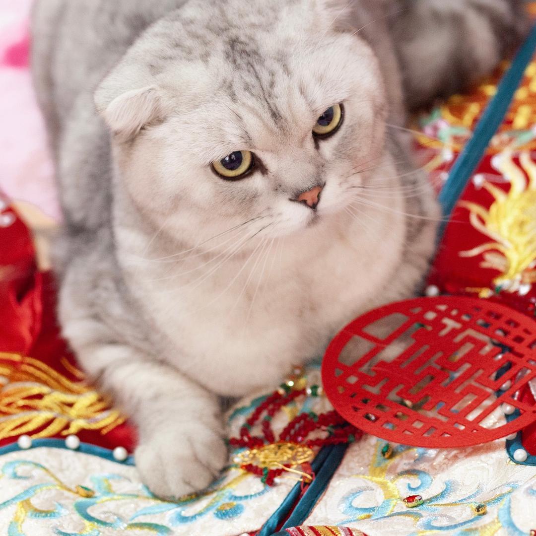 ✧养猫🐱的小姐姐