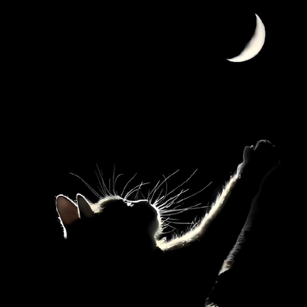 偷走月亮的猫-