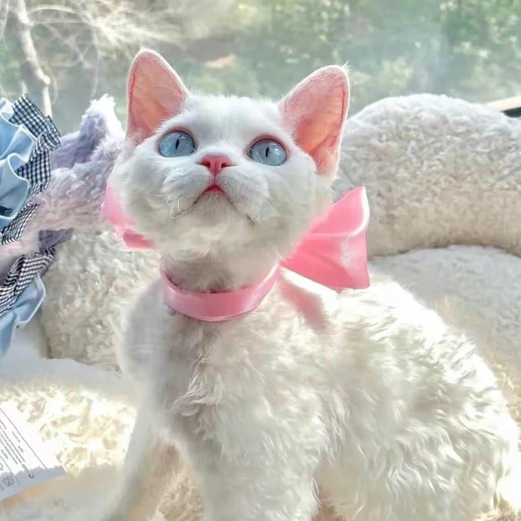 PoCat德文卷毛猫