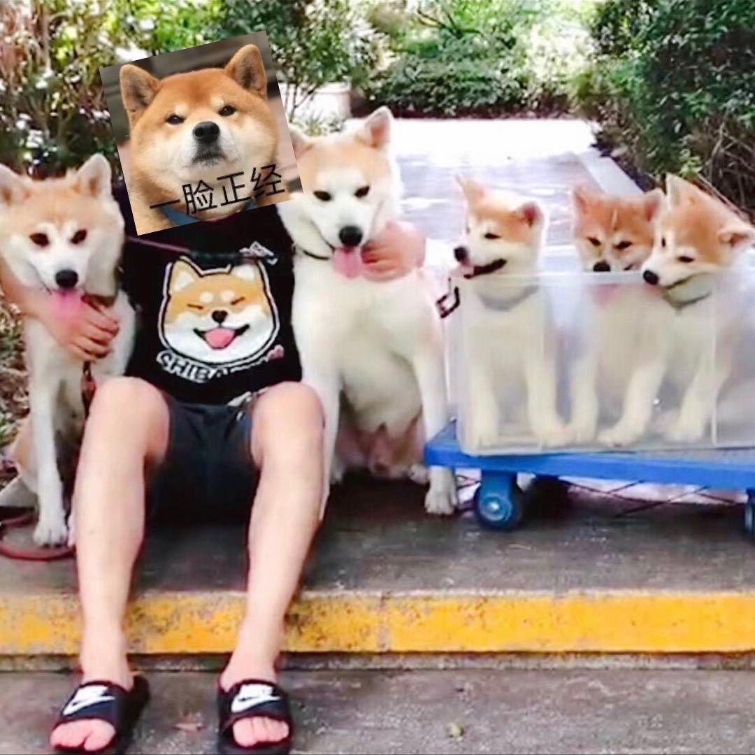 卖火柴的小白