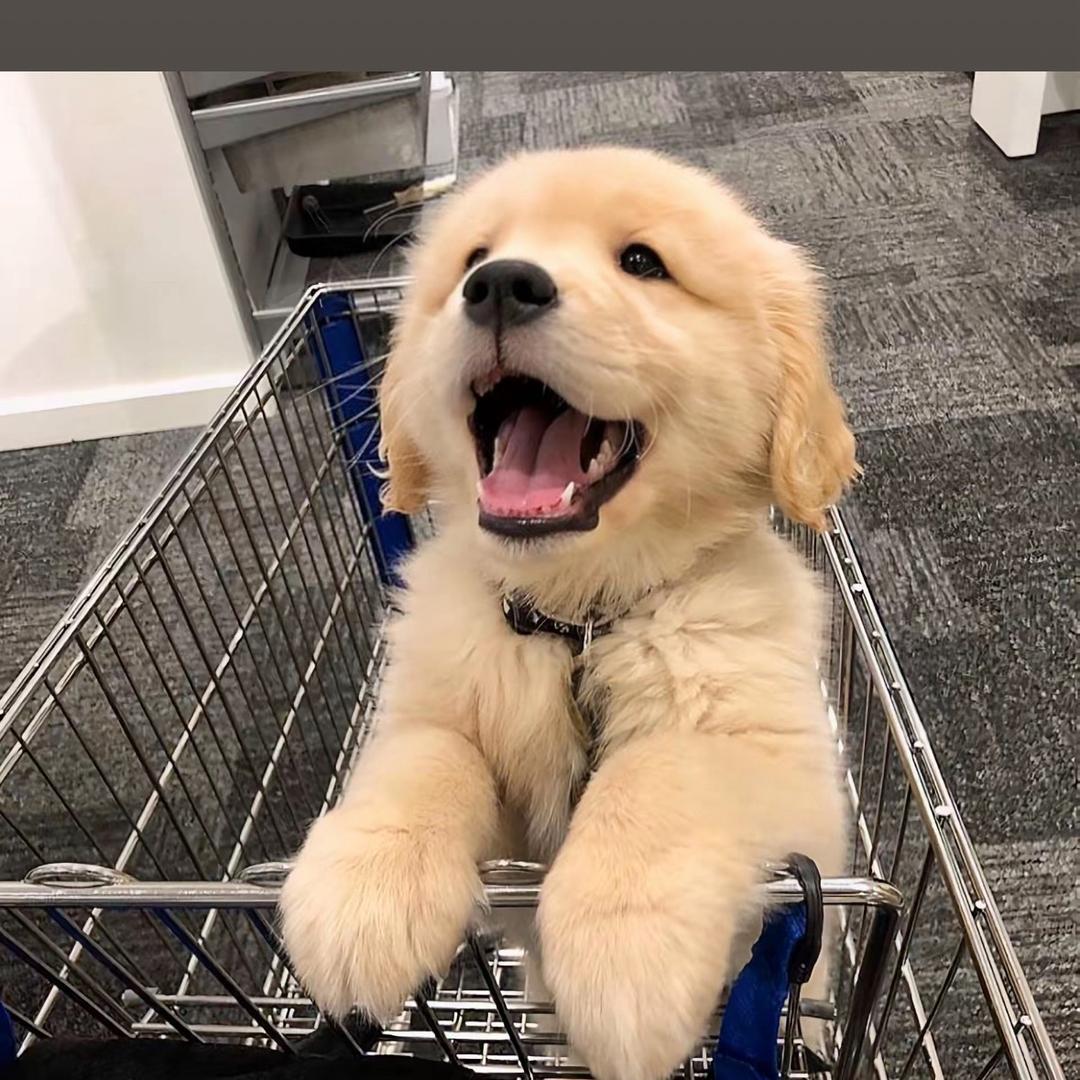 金毛犬舍（农村自家犬舍繁殖）