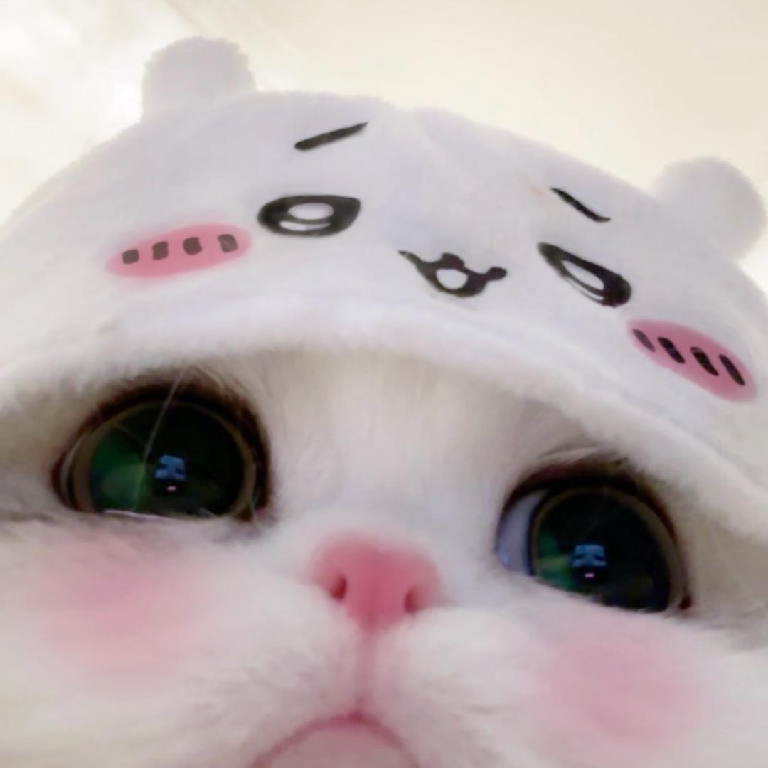 情绪的猫