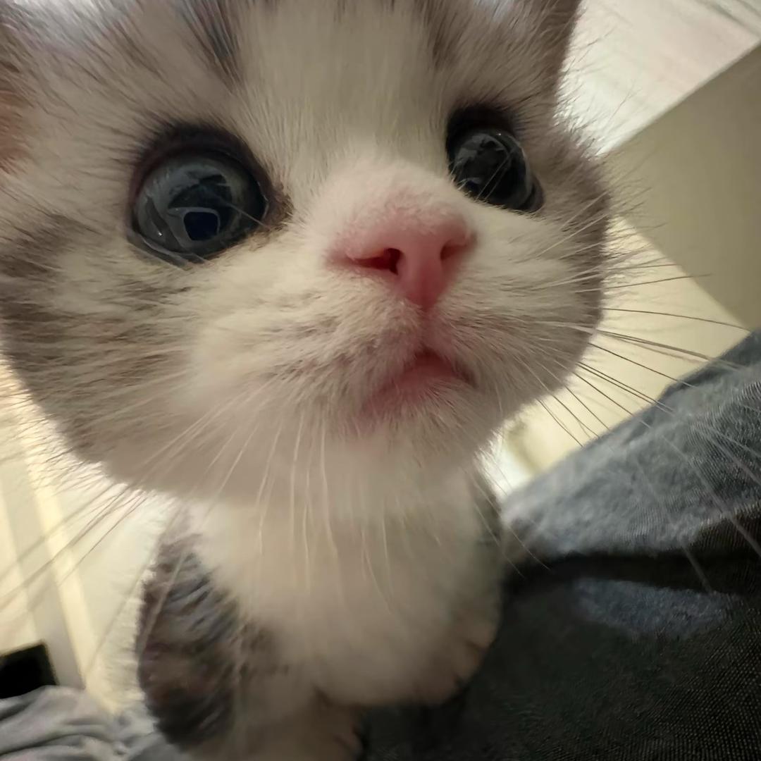 多肥多肥
