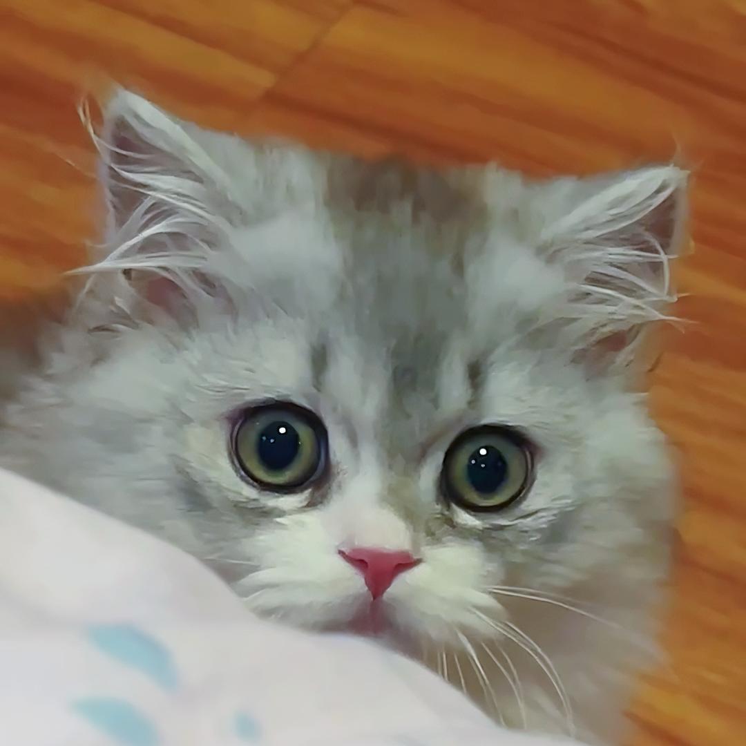 我有一只猫🐱