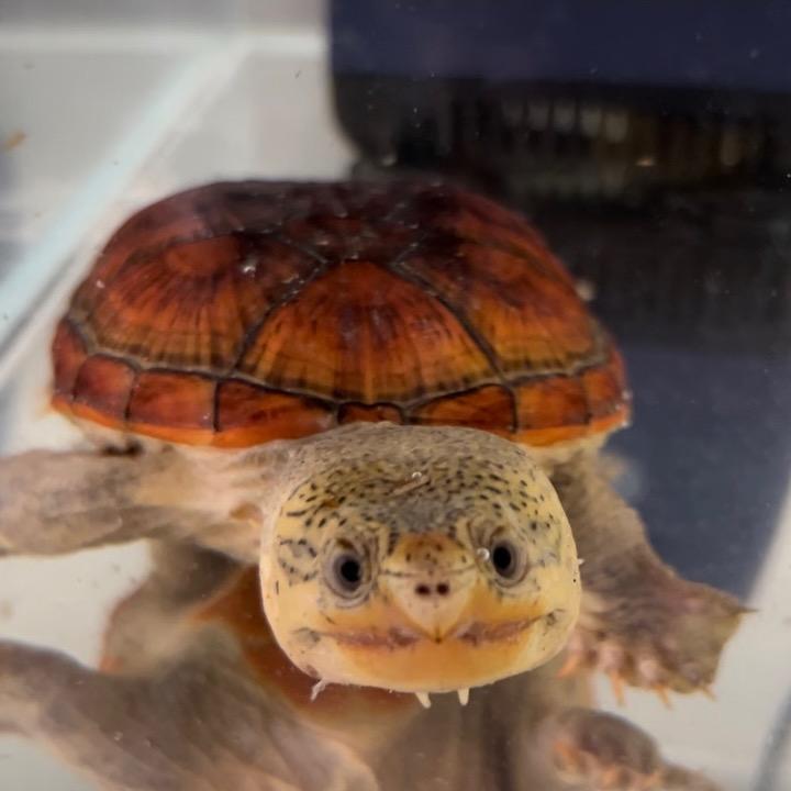 养乌龟的男孩
