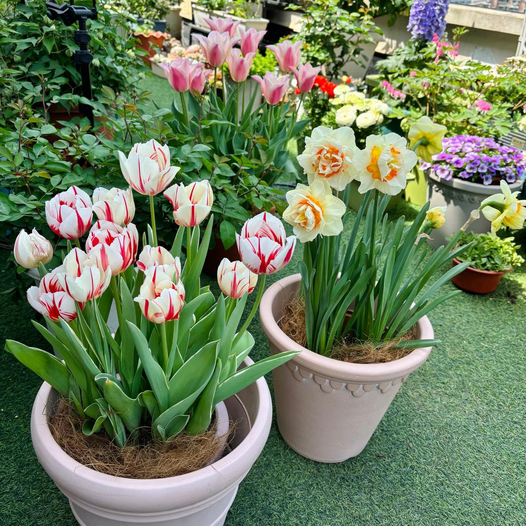 安安的露台花园