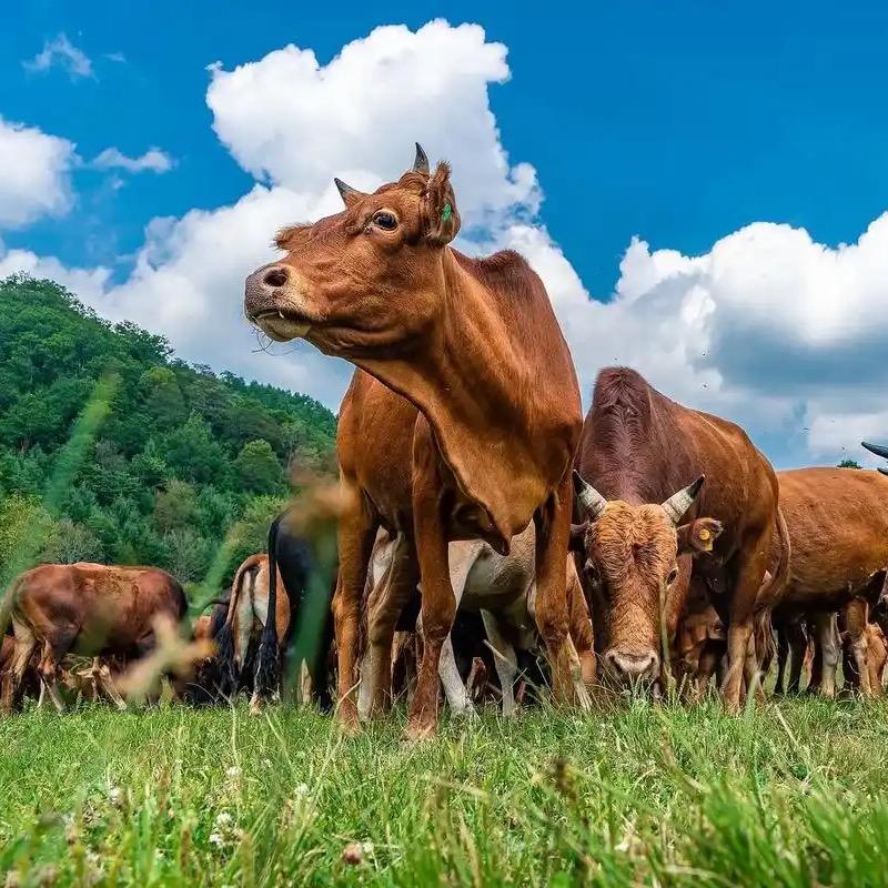胡辣汤熟牛肉片、牛肉丁批发