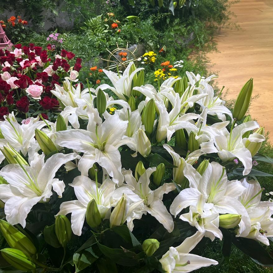 花小昊鲜花批发直播