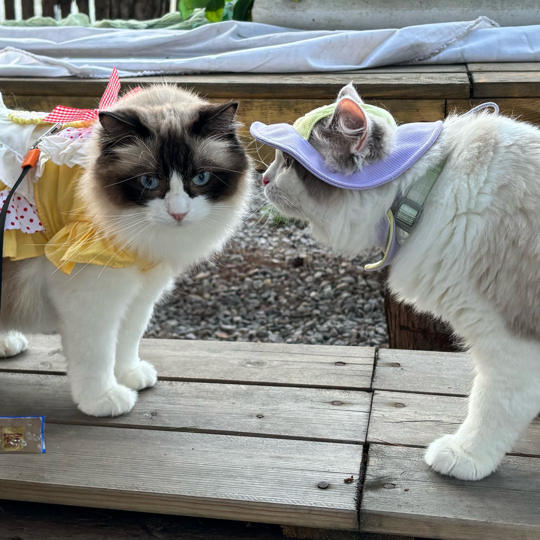 十一是只猫🐈