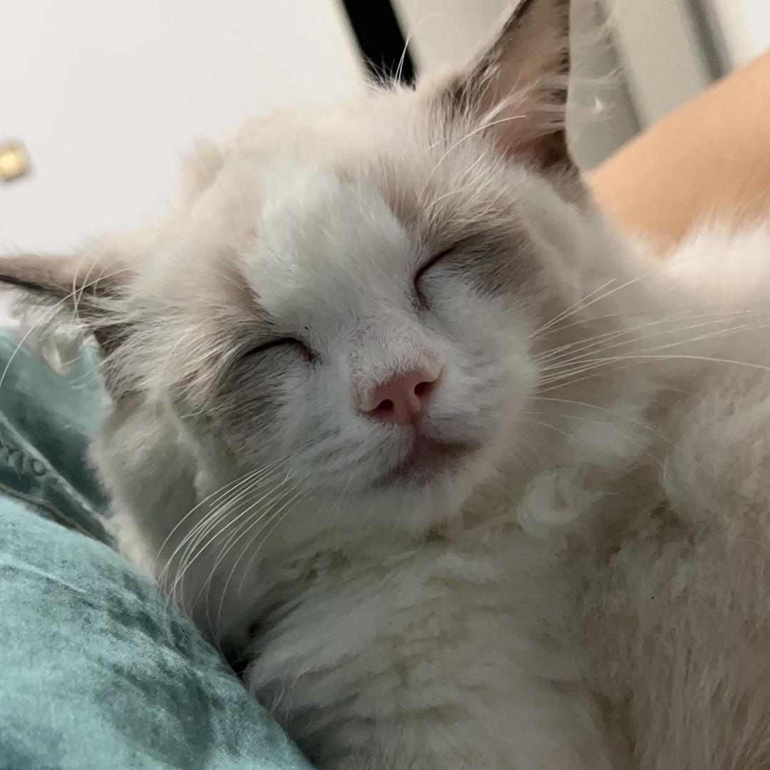 猫老四