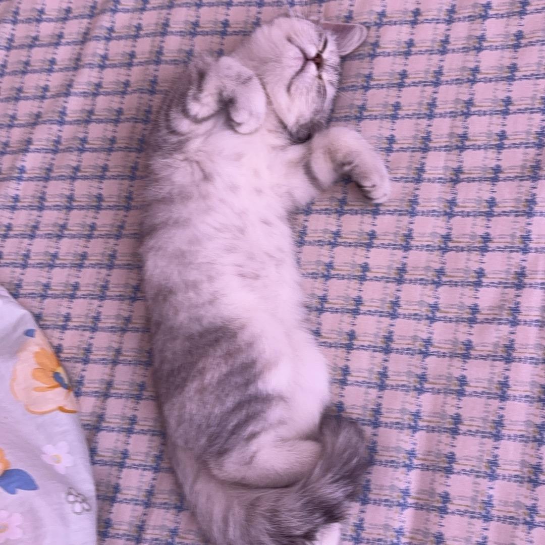 花园里的小花朵
