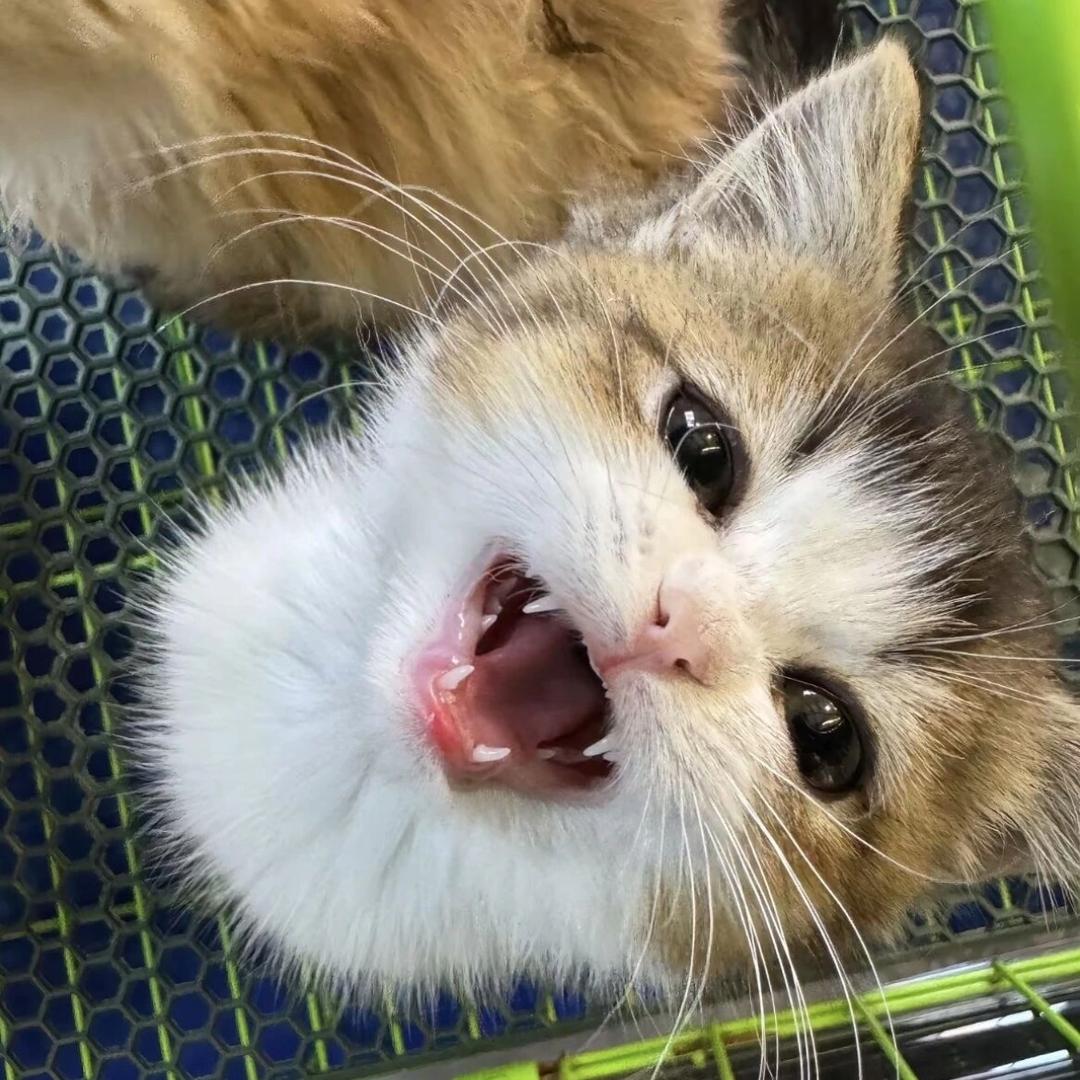 带派猫史