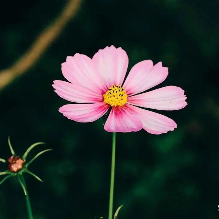 羊汤西施的烧烤摊